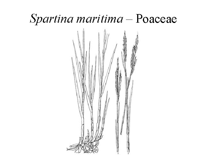 Spartina maritima – Poaceae 