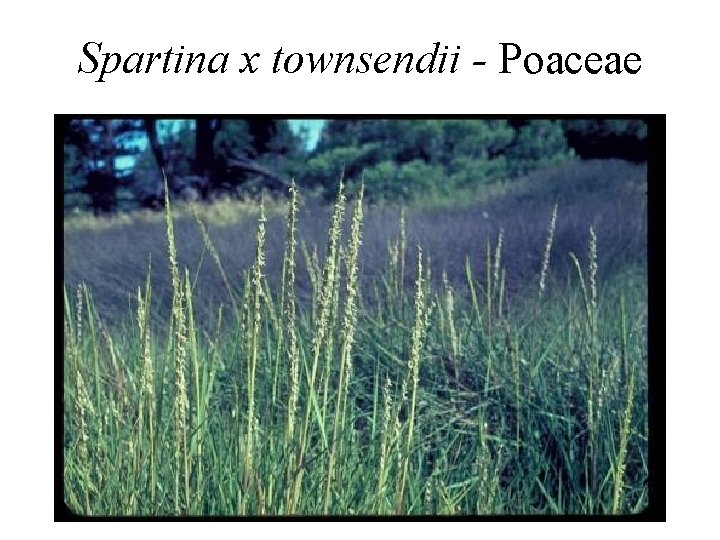 Spartina x townsendii - Poaceae 