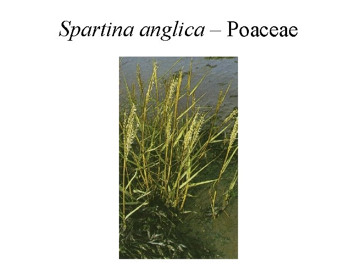 Spartina anglica – Poaceae 