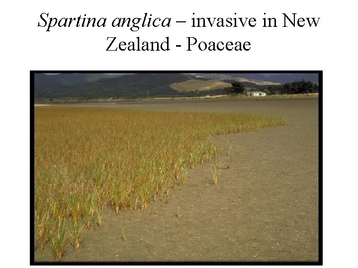 Spartina anglica – invasive in New Zealand - Poaceae 