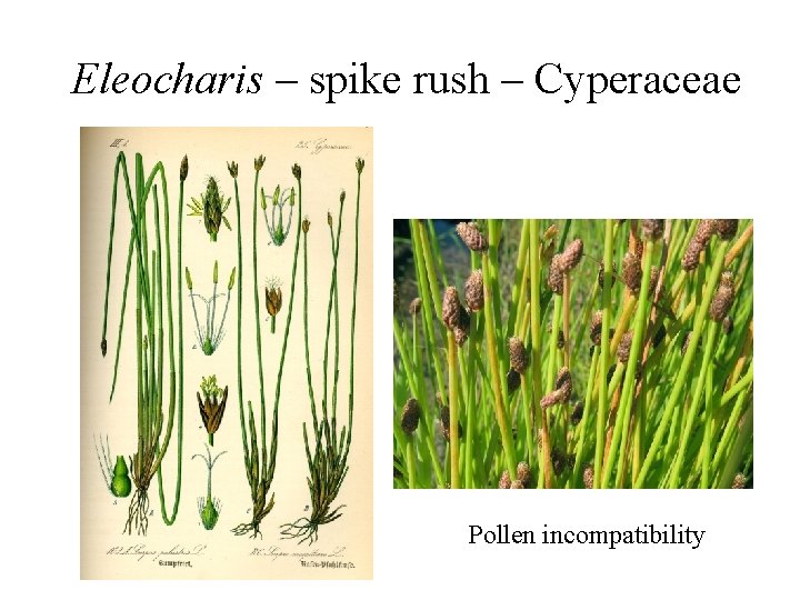 Eleocharis – spike rush – Cyperaceae Pollen incompatibility 