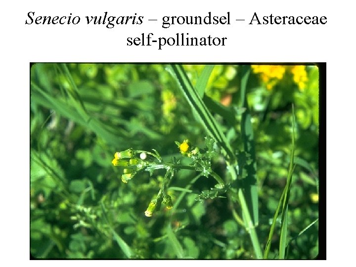 Senecio vulgaris – groundsel – Asteraceae self-pollinator 