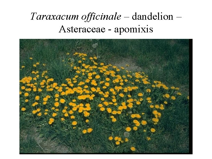 Taraxacum officinale – dandelion – Asteraceae - apomixis 