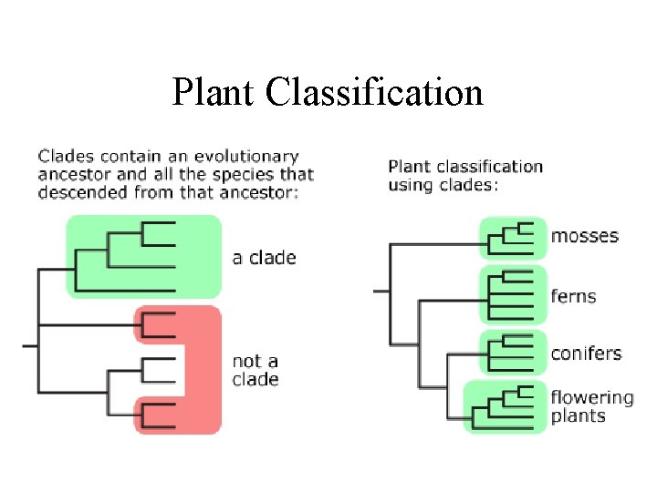 Plant Classification 