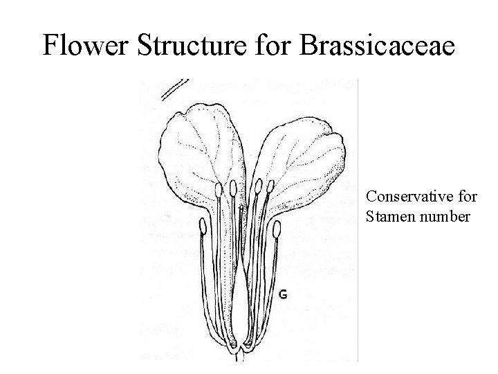 Flower Structure for Brassicaceae Conservative for Stamen number 