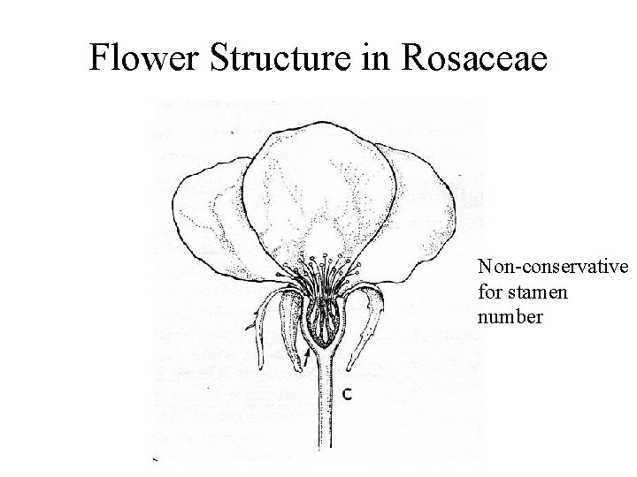 Flower Structure in Rosaceae Non-conservative for stamen number 