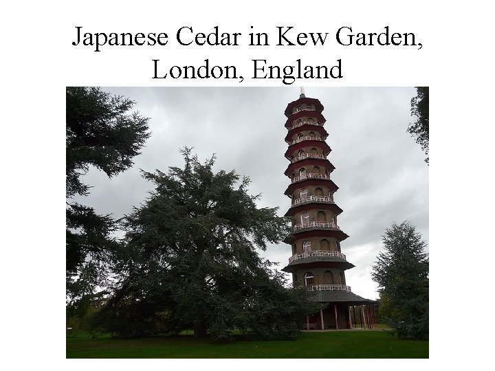 Japanese Cedar in Kew Garden, London, England 