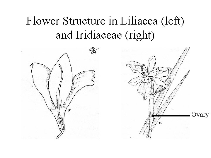 Flower Structure in Liliacea (left) and Iridiaceae (right) Ovary 