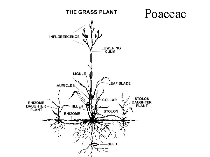 Poaceae 