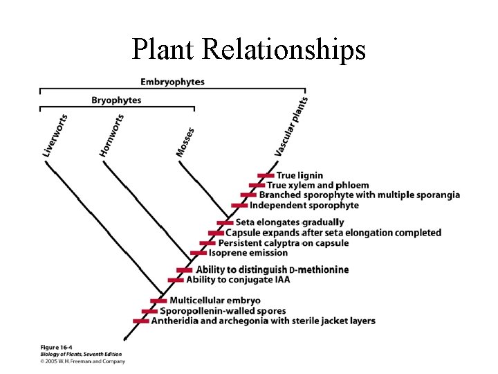 Plant Relationships 
