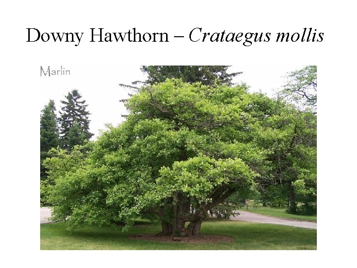 Downy Hawthorn – Crataegus mollis 
