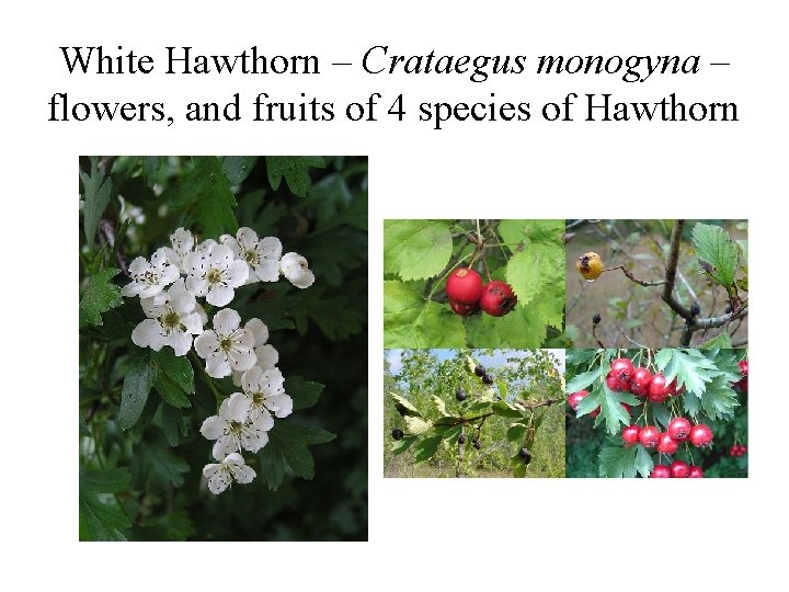 White Hawthorn – Crataegus monogyna – flowers, and fruits of 4 species of Hawthorn
