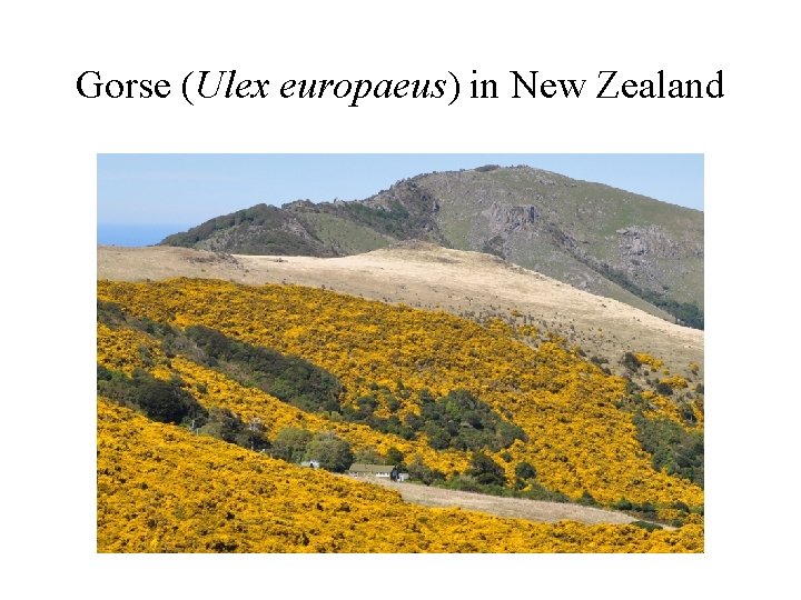 Gorse (Ulex europaeus) in New Zealand 