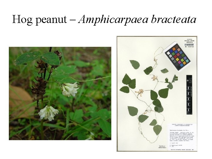 Hog peanut – Amphicarpaea bracteata 