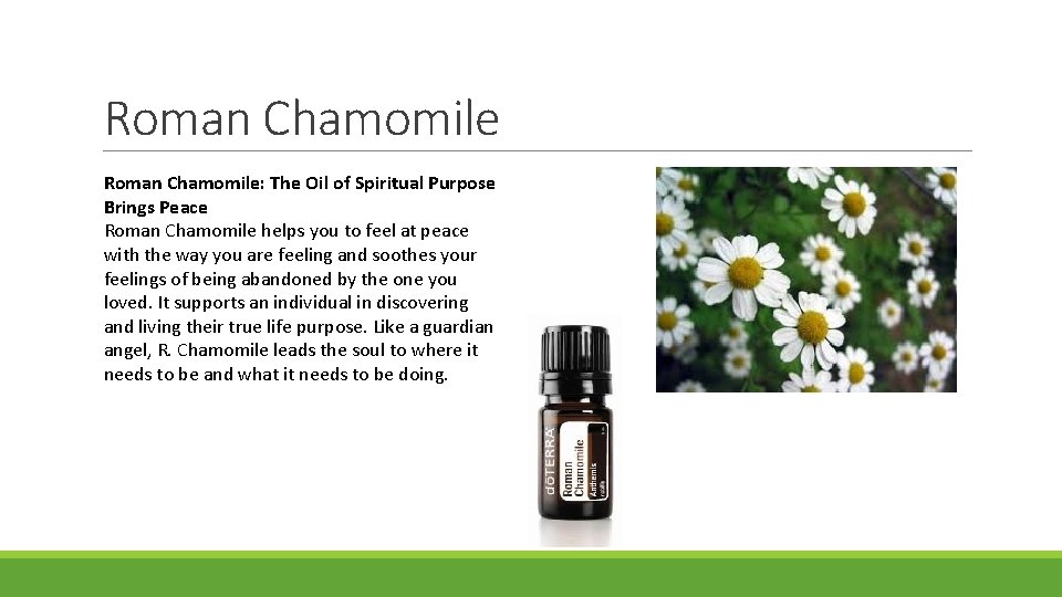 Roman Chamomile: The Oil of Spiritual Purpose Brings Peace Roman Chamomile helps you to