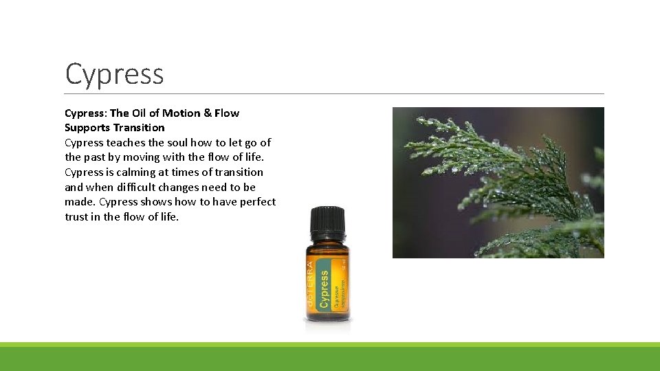 Cypress: The Oil of Motion & Flow Supports Transition Cypress teaches the soul how