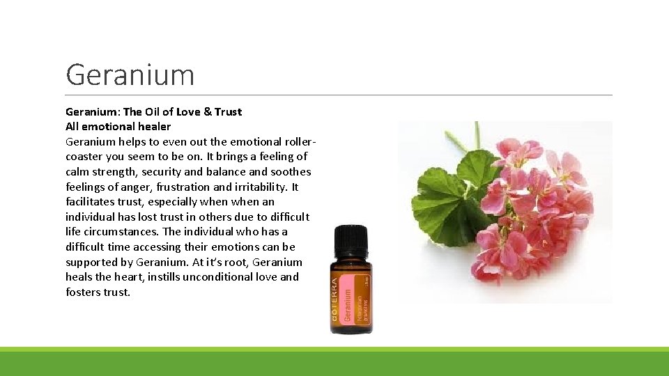 Geranium: The Oil of Love & Trust All emotional healer Geranium helps to even