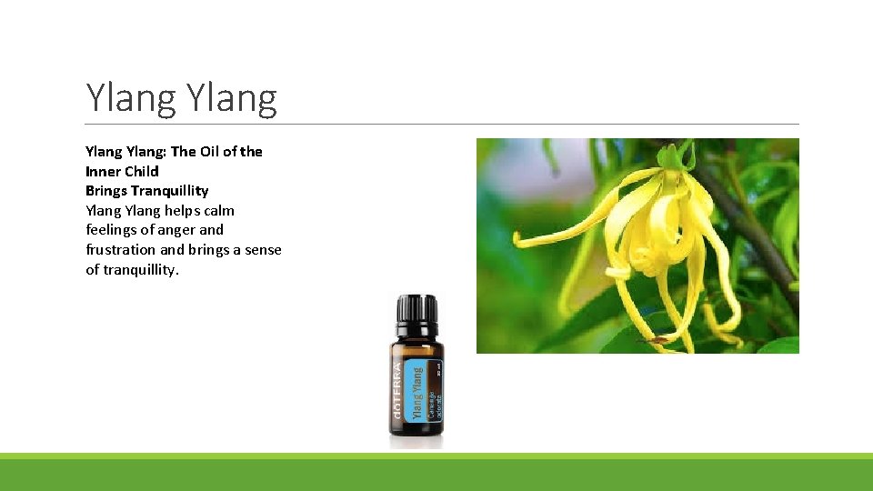 Ylang Ylang: The Oil of the Inner Child Brings Tranquillity Ylang helps calm feelings
