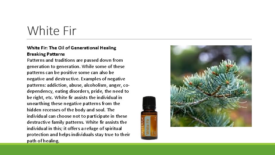 White Fir: The Oil of Generational Healing Breaking Patterns and traditions are passed down