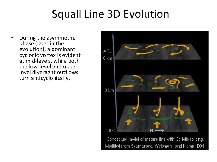 Squall Line 3 D Evolution • During the asymmetric phase (later in the evolution),