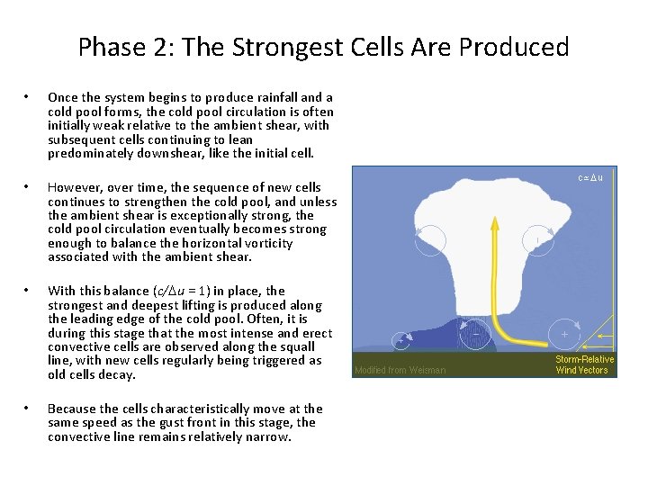 Phase 2: The Strongest Cells Are Produced • Once the system begins to produce