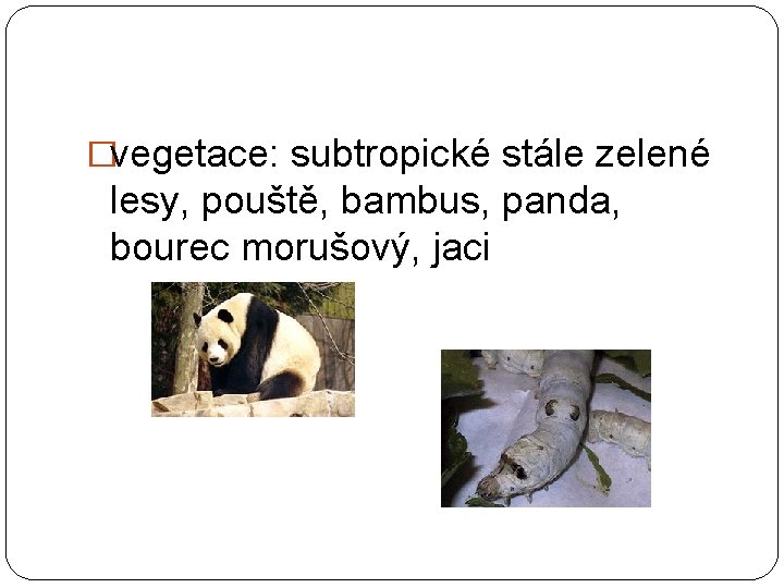 �vegetace: subtropické stále zelené lesy, pouště, bambus, panda, bourec morušový, jaci �vegetace: subtropické stále zelené lesy, pouště, bambus, panda, bourec morušový, jaci