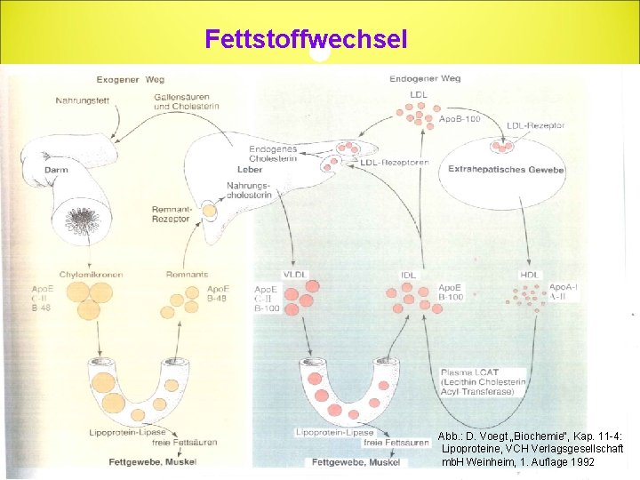 Fettstoffwechsel Abb. : D. Voegt „Biochemie“, Kap. 11 -4: Lipoproteine, VCH Verlagsgesellschaft mb. H