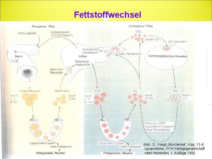 Fettstoffwechsel Abb. : D. Voegt „Biochemie“, Kap. 11 -4: Lipoproteine, VCH Verlagsgesellschaft mb. H