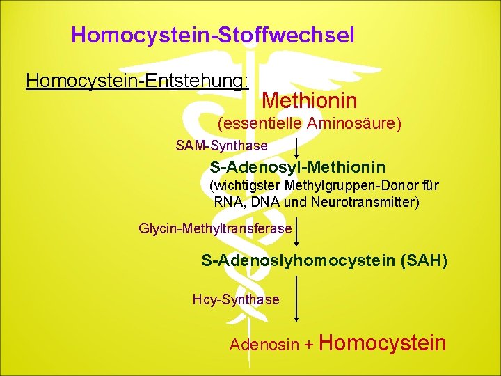 Homocystein-Stoffwechsel Homocystein-Entstehung: Methionin (essentielle Aminosäure) SAM-Synthase S-Adenosyl-Methionin (wichtigster Methylgruppen-Donor für RNA, DNA und Neurotransmitter)