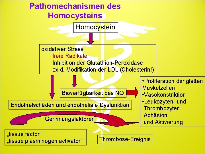 Pathomechanismen des Homocystein oxidativer Stress freie Radikale Inhibition der Glutathion-Peroxidase oxid. Modifikation der LDL