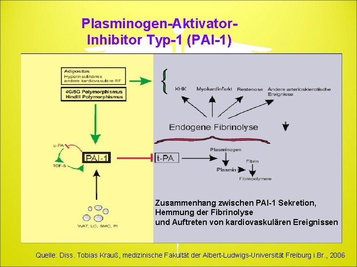 Plasminogen-Aktivator. Inhibitor Typ-1 (PAI-1) Zusammenhang zwischen PAI-1 Sekretion, Hemmung der Fibrinolyse und Auftreten von