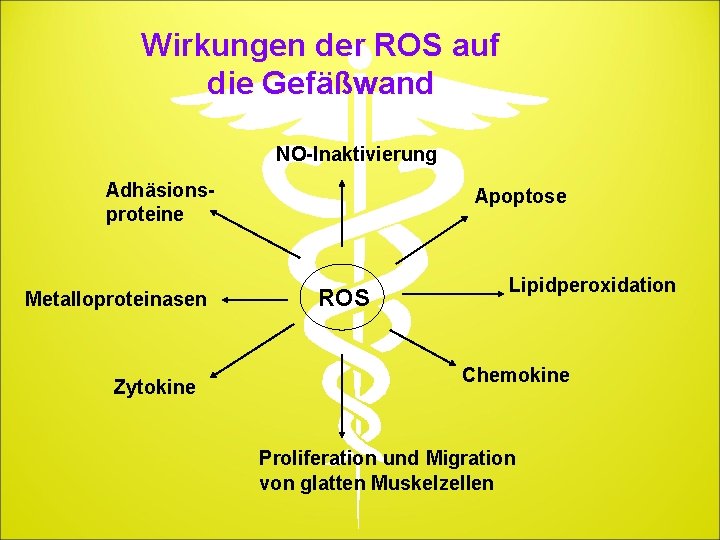 Wirkungen der ROS auf die Gefäßwand NO-Inaktivierung Adhäsionsproteine Metalloproteinasen Zytokine Apoptose ROS Lipidperoxidation Chemokine