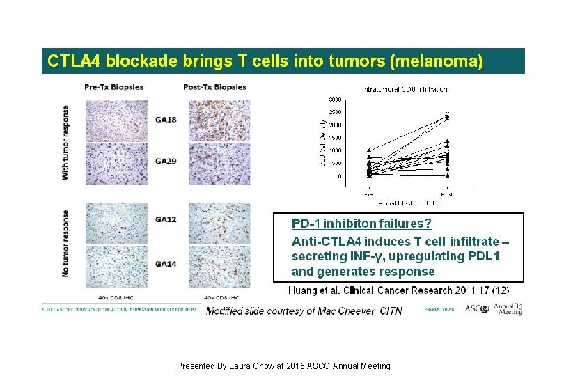 CTLA 4 blockade brings T cells into tumors (melanoma) Presented By Laura Chow at CTLA 4 blockade brings T cells into tumors (melanoma) Presented By Laura Chow at