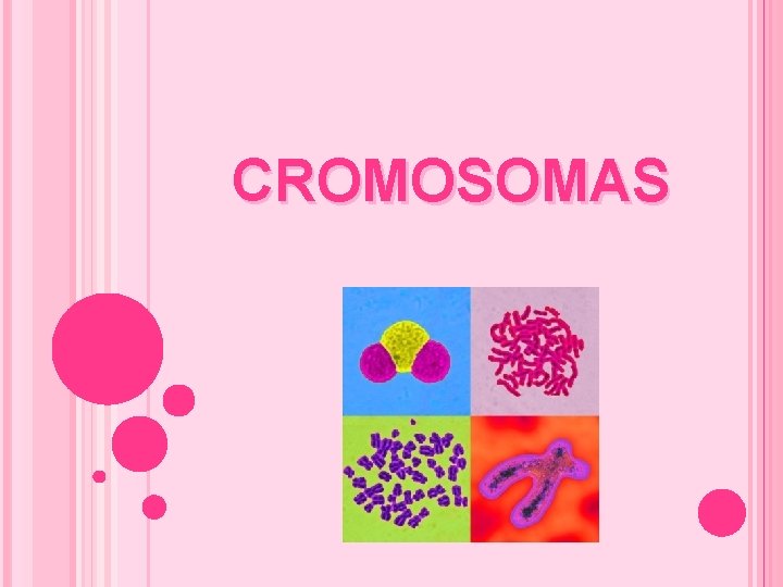 CROMOSOMAS 