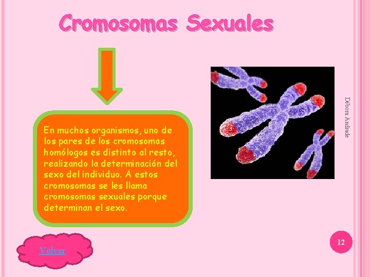 Cromosomas Sexuales Volver Débora Andrade En muchos organismos, uno de los pares de los