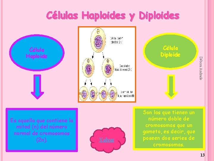 Células Haploides y Diploides Es aquella que contiene la mitad (n) del número normal