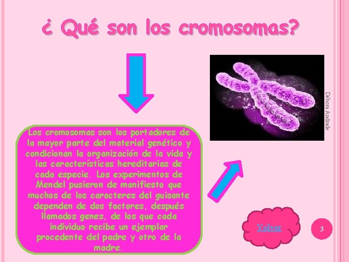 ¿ Qué son los cromosomas? Débora Andrade Los cromosomas son los portadores de la