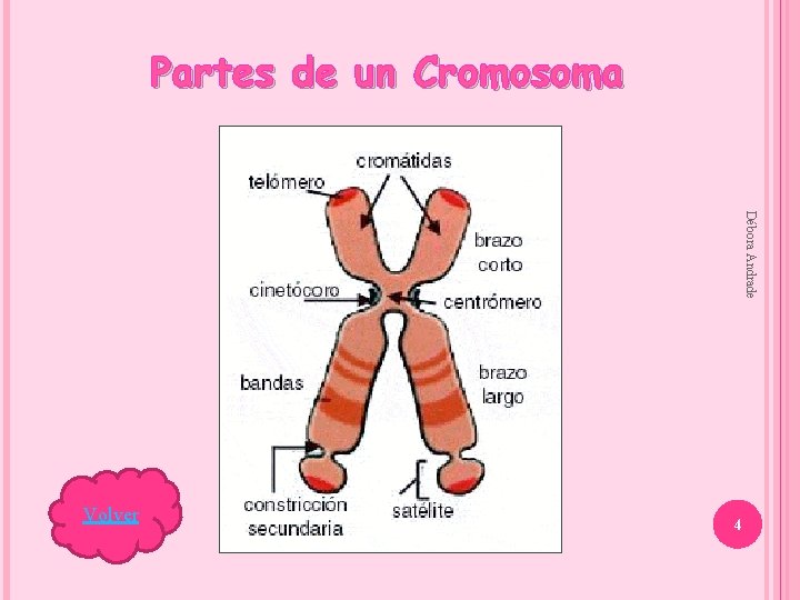 Partes de un Cromosoma Débora Andrade Volver 4 