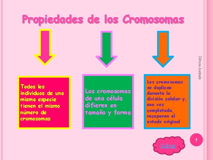 Propiedades de los Cromosomas Los cromosomas de una célula difieren en tamaño y forma