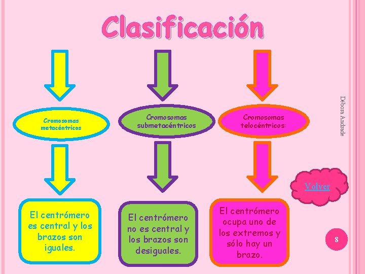 Clasificación Cromosomas submetacéntricos Débora Andrade Cromosomas metacéntricos Cromosomas telocéntricos: Volver El centrómero es central