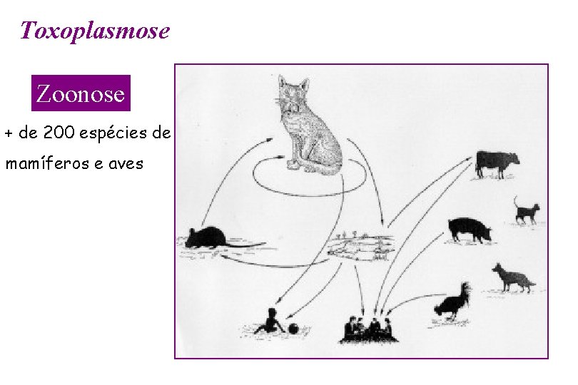 Toxoplasmose Zoonose + de 200 espécies de mamíferos e aves 