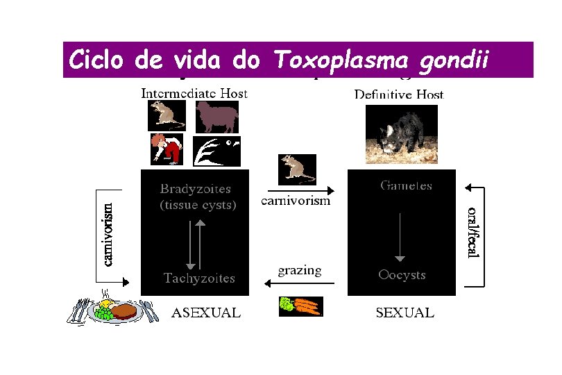 Ciclo de vida do Toxoplasma gondii 