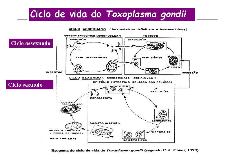 Ciclo de vida do Toxoplasma gondii Ciclo assexuado Ciclo sexuado 