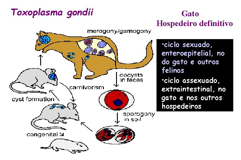 Toxoplasma gondii Gato Hospedeiro definitivo • ciclo sexuado, enteroepitelial, no do gato e outros