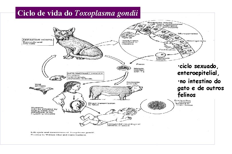 Ciclo de vida do Toxoplasma gondii • ciclo sexuado, enteroepitelial, • no intestino do