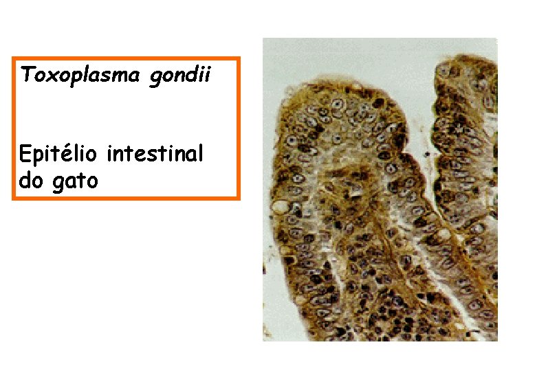 Toxoplasma gondii Epitélio intestinal do gato 