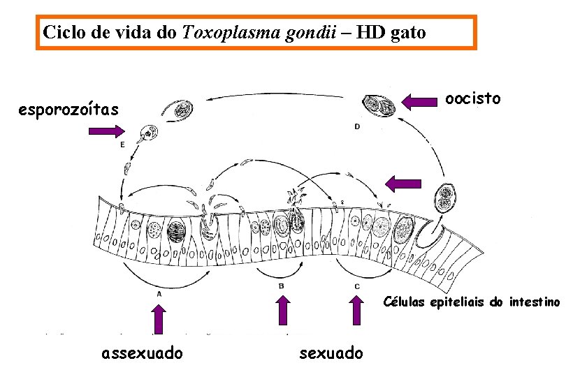 Toxoplasma gondii Ciclo de vida do Toxoplasma gondii – HD gato oocisto esporozoítas Ciclo