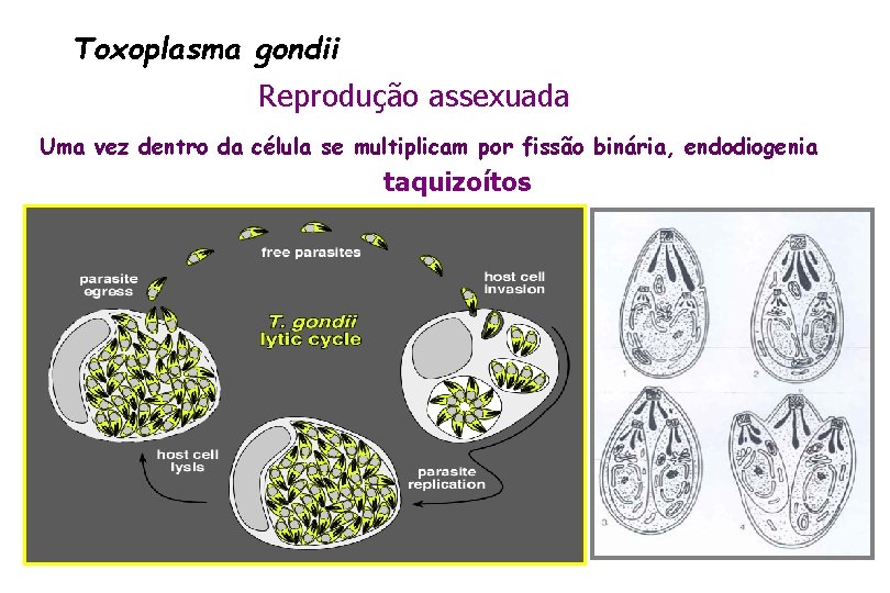 Toxoplasma gondii Reprodução assexuada Uma vez dentro da célula se multiplicam por fissão binária,