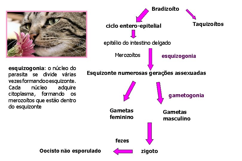 Bradizoíto Taquizoítos ciclo entero-epitelial epitélio do intestino delgado Merozoítos esquizogonia: o núcleo do parasita