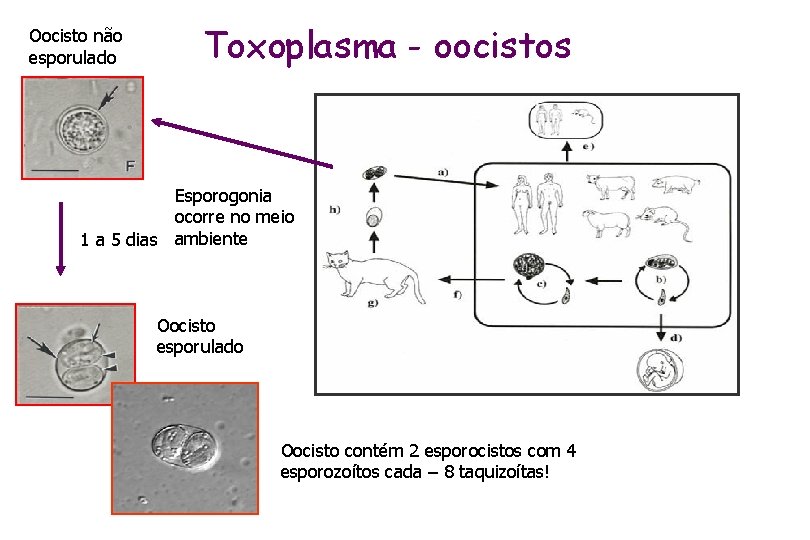 Oocisto não esporulado Toxoplasma - oocistos Esporogonia ocorre no meio 1 a 5 dias